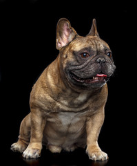 Obraz premium French Bulldog Dog Isolated on Black Background in studio