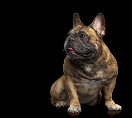Fototapeta na wymiar French Bulldog Dog Isolated on Black Background in studio