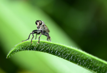 A solitary robber fly, on a branch of grass