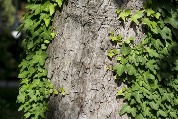 Green ivy leaves