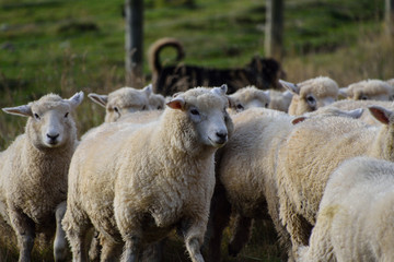 Obraz premium Sheep on Road trip in New Zeland