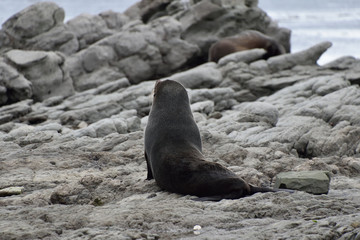 Seal sleeping in New Zealand