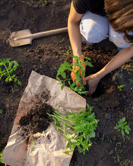Girl planting seedlings tomatoes in the garden
