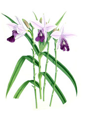 Fototapeta na wymiar Illustration of orchid