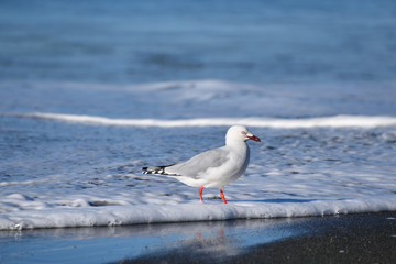 Fototapeta premium pigeon on the beach
