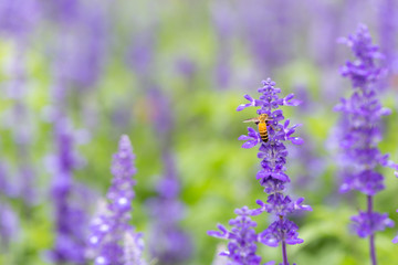 bee and lavender