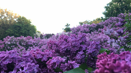violet blue lilac in the big garden