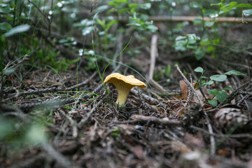 mushroom in the forest
