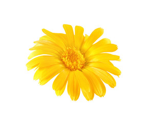 one yellow chamomile bud top view isolated on white background with clipping path
