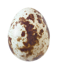 quail egg single whole isolated on white background with clipping path