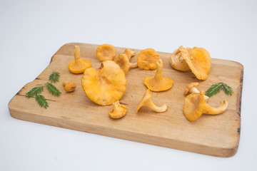 fresh chanterelle edible mushrooms from the forest