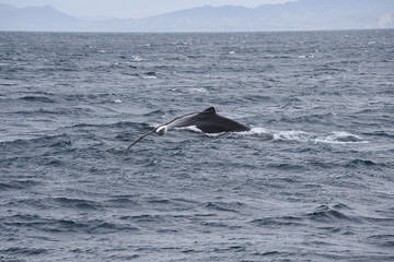 Whale watching  in New Zealand