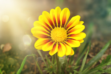 Beautiful gerbera planted on the ground in the garden.