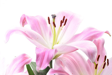 Obraz na płótnie Canvas Flower lily
