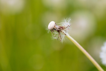 Fluffy dandelion on nature