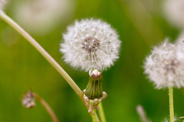 Fluffy dandelion on nature
