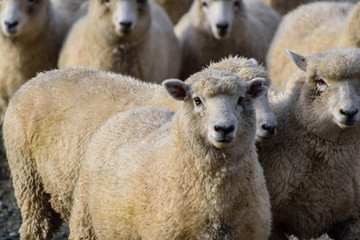 Fototapeta premium Sheep on Road trip in New Zeland