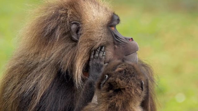Gelada (Theropithecus gelada) grooming