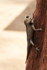 Indian Tree Lizard | Nagaon, Maharashtra