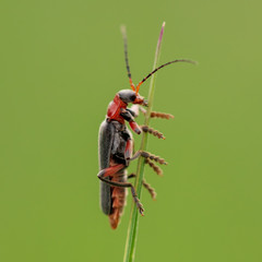 Beetle on green grass in nature