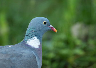 Portrait of Wood pigeon (Columba palumbus).