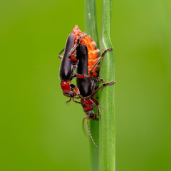 Two beetles make love in the grass.