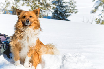 Cute red dog sitting on snow near pine trees