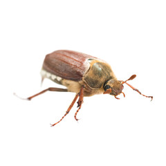 May bug or cockchafer (Melolontha melolontha) isolated on white background - macro shot of big beetle