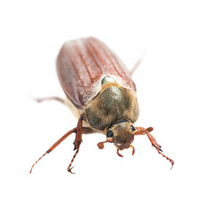 May bug or cockchafer (Melolontha melolontha) isolated on white background - macro shot of big beetle