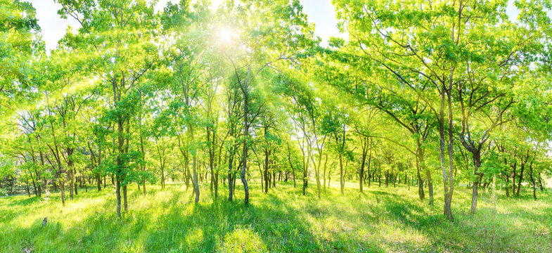 Fototapeta Green forest panorama - panoramic landscape with sun rays light shining through trees