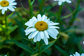close up of a white daisy blossom