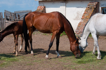 Fototapeta premium a horse is grazing near the stables