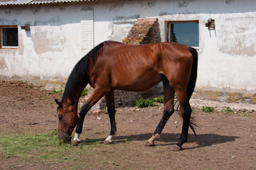 horse grazing near the stables