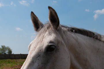 Head of a horse close-up