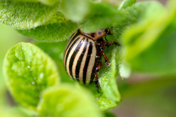 Colorado potato beetle on the leaves of potatoes