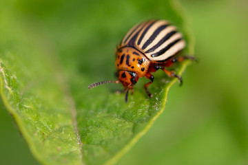 Colorado potato beetle on the leaves of potatoes