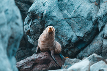 Seal sitting on rock in Wellington, New Zealand