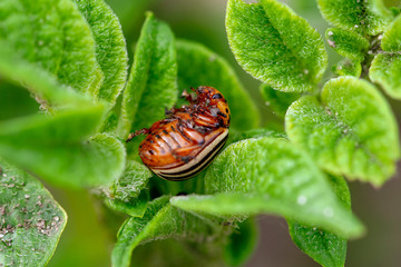 Colorado potato beetle on the leaves of potatoes