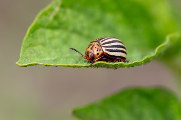 Colorado potato beetle on the leaves of potatoes