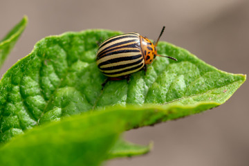 Colorado potato beetle on the leaves of potatoes