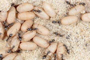 Ants and formic eggs in nature