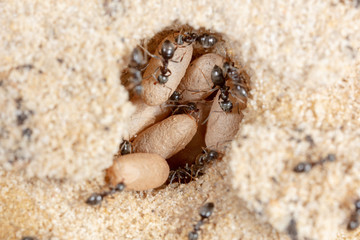 Ants and formic eggs in nature