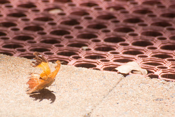 Tattered orange butterfly on brick pavers near Kuranda in Tropical North Queensland, Australia