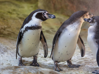 Penguins are walking in nature