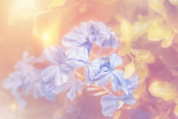 Blue flower in garden with sunrise.Copy space.