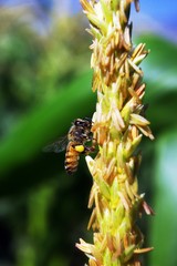 Bee swarming corn flower