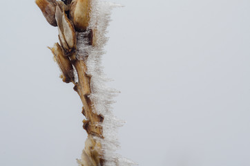 Plants in spring ice