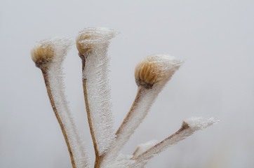 Plants in spring ice