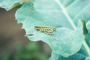 The caterpillar of white butterfly eating the leaves of a cabbage