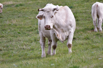  white cow  in the field  in center of  France